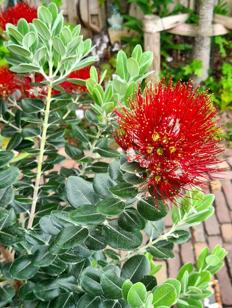 Metrosideros excelsa / Pohutukawa - 2 meter - in fraaie pot, Ophalen, Lente, Overige soorten, Volle zon