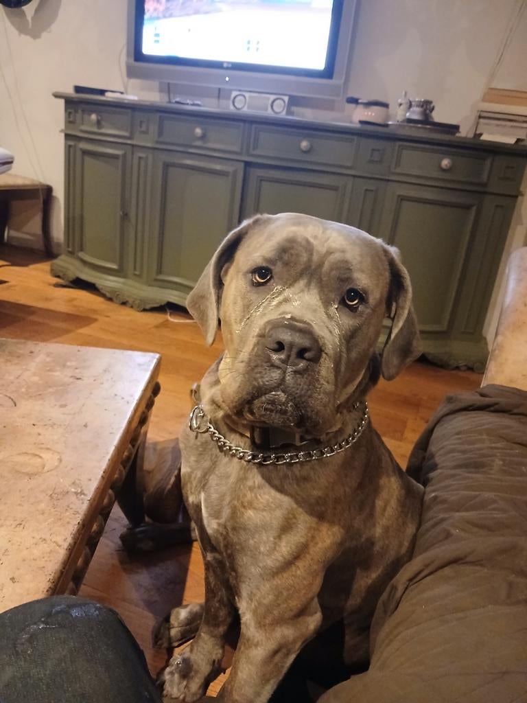 Te koop  cane corso pups.  blauw brindle gestreept heel mooi, HCC (leverziekte), Overige rassen, 8 tot 15 weken, Meerdere