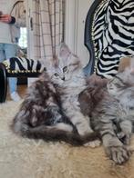 Schitterende Stamboom Maine Coon kittens, Dieren en Toebehoren, Katten en Kittens | Raskatten | Langhaar, Meerdere dieren, Met stamboom