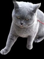 Schitterende britse korthaar dame, Dieren en Toebehoren, Katten en Kittens | Raskatten | Korthaar, Poes, Gechipt