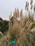 Pampas/siergras pluim ter decoratie, Ophalen, Nieuw