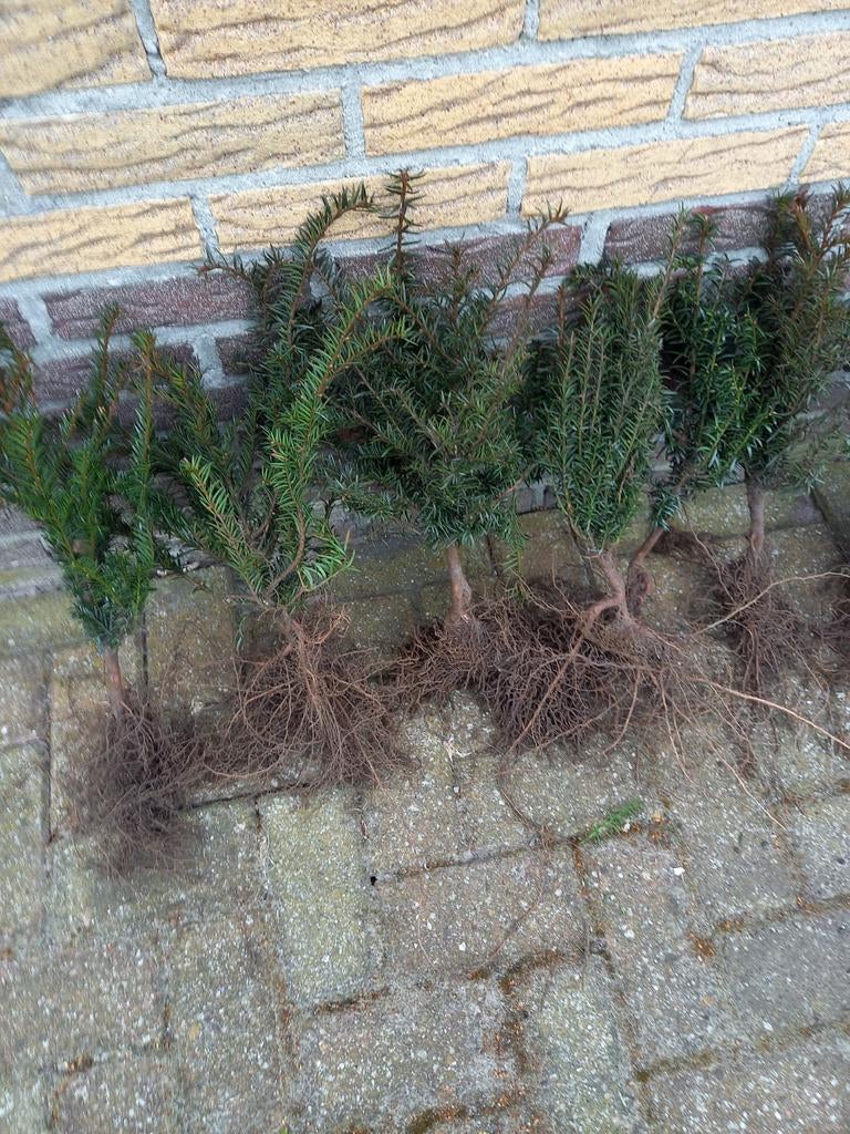 Taxus baccata, Ophalen of Verzenden, Bloeit niet, Overige soorten, Volle zon