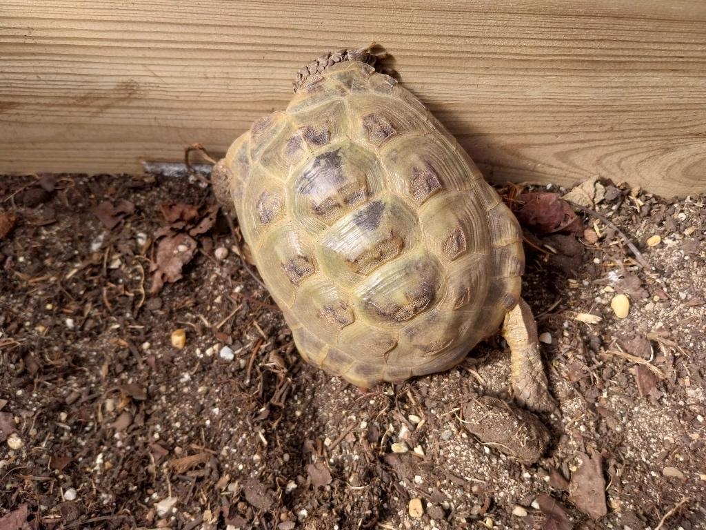Te koop landschildpad Russische Vierteenschildpad Tortoise - male for sale from Schildpad