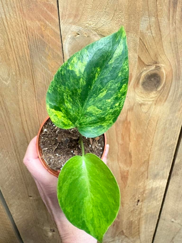 Monstera deliciosa variegata plant aurea yellow lemon mint, Huis en Inrichting, Kamerplanten, Ophalen of Verzenden, Halfschaduw