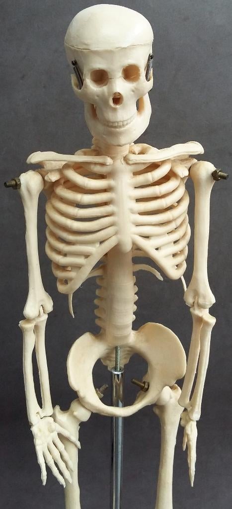 Leermodel Onderwijs Anatomie Les Biologie Mens Menselijk, Ophalen of Verzenden, Gebruikt, Mens