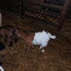 Mooi dwergbokje, Mannelijk, Geit