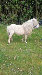 Palemino dekhengst, Dieren en Toebehoren, Pony's, Hengst, 0 tot 2 jaar