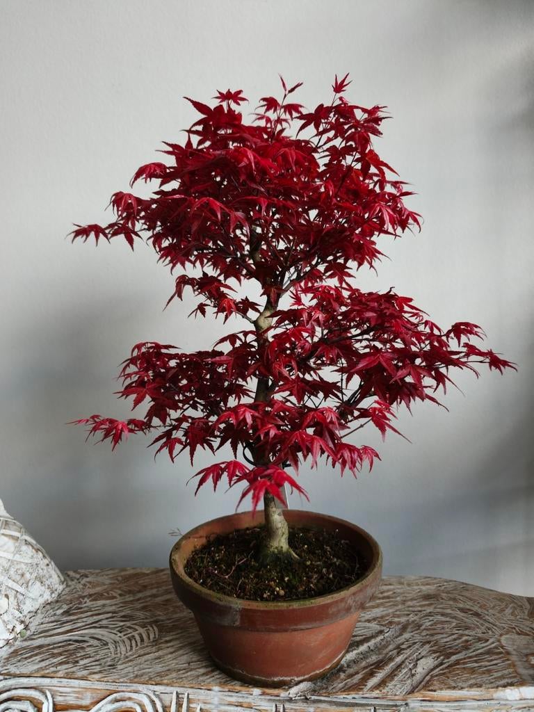 Acer Japanse Esdoorn Deshojo bonsai, Bloeit niet, Halfschaduw, Minder dan 100 cm, Overige soorten
