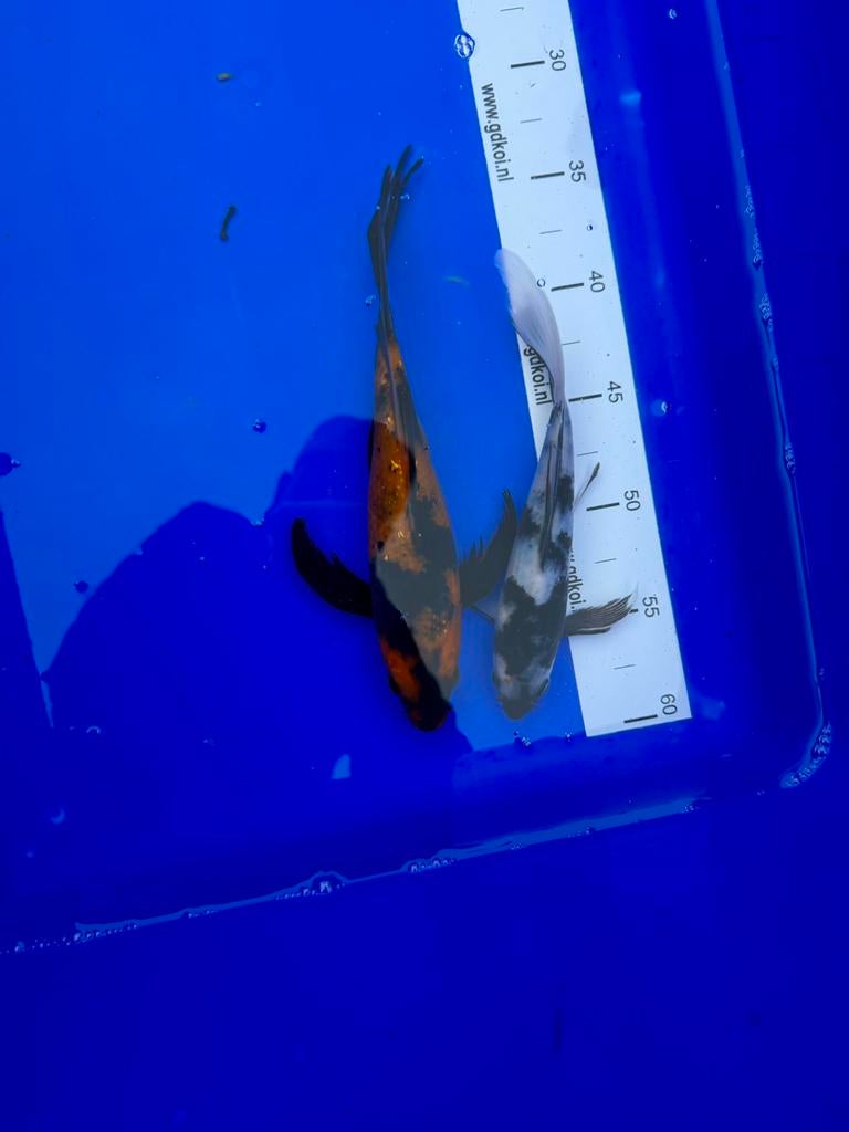 Koi karper, Dieren en Toebehoren, Vissen | Vijvervissen, Karper of Koi