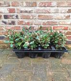 Elaeagnus ebbingei 'Compacta' (Olijfwilg) 🌿🌳, Tuin en Terras, Ophalen, Overige soorten