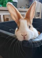 Hollanders zoeken goed huisje, Dieren en Toebehoren, Meerdere dieren