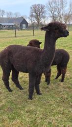 Mooie zwarte fok alpaca merrie., Dieren en Toebehoren, September, Vrouwelijk