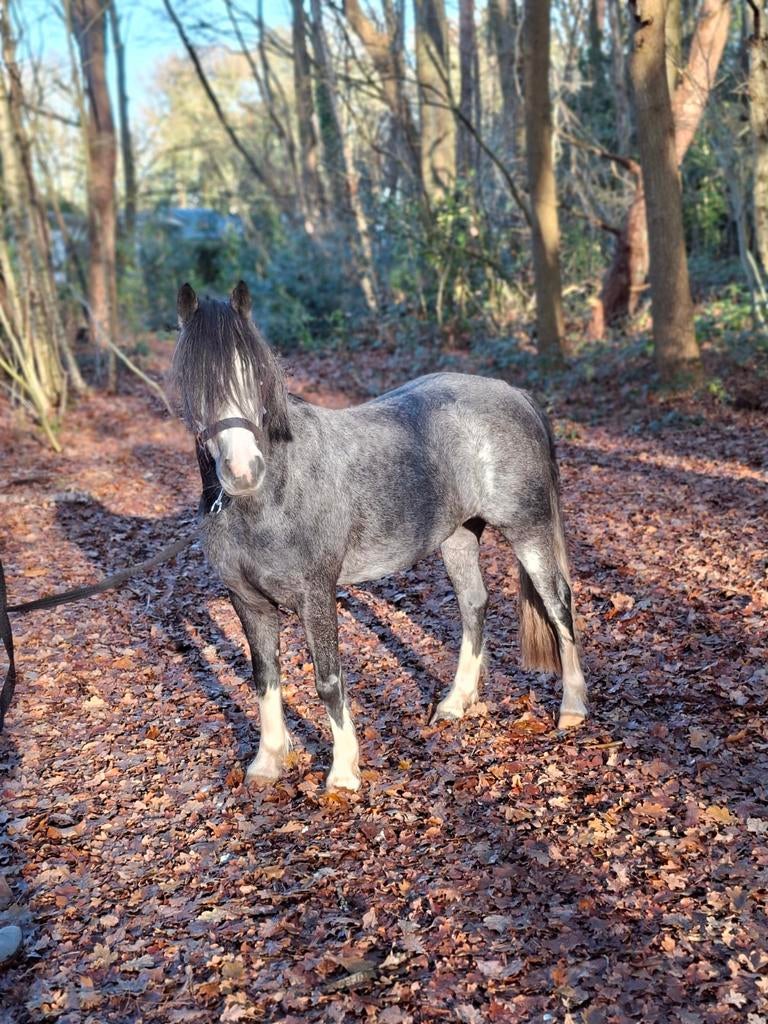 Te koop onze topper whelsh A pony merrie, met toebehoren!, Dieren en Toebehoren, Pony's, Merrie, 0 tot 2 jaar