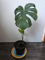 Jonge Monstera stek, Ophalen, Overige soorten, Halfschaduw, In pot
