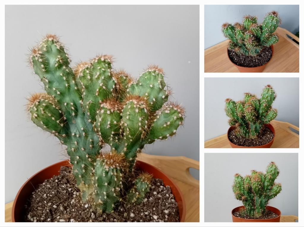 Cactus 20cm, Ophalen, Minder dan 100 cm, In pot, Cactus