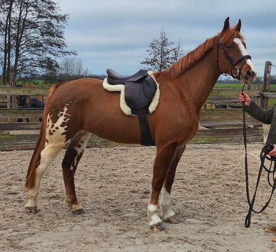 VERKOCHT!! Paard 6 jr Irish Draught merrie 167h, Dieren en Toebehoren, Paarden, Merrie, B, 165 tot 170 cm, 3 tot 6 jaar, Springpaard