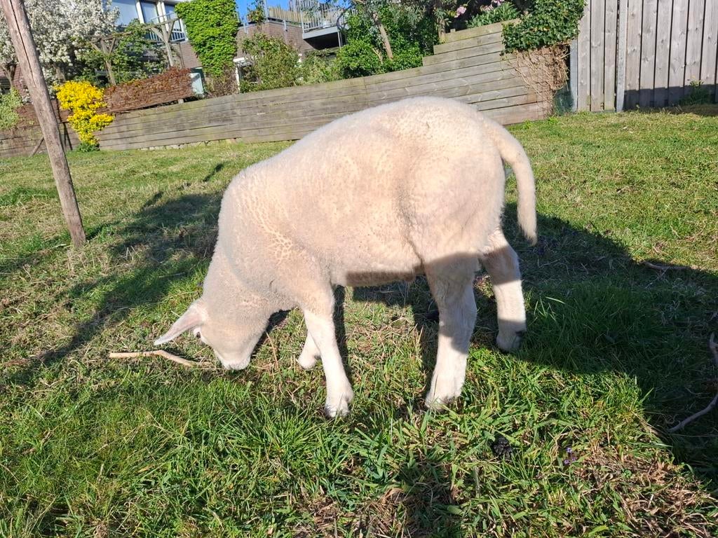 Lam, ram, schaap., Mannelijk, Schaap, 0 tot 2 jaar