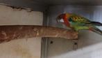 Pracht rosella, Dieren en Toebehoren, Vrouwelijk, Parkiet