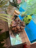 Aquarium met kast, Ophalen of Verzenden, Zo goed als nieuw, Leeg aquarium