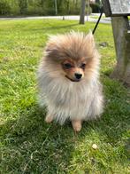 Raszuivere pomeriaan pup, 15 weken tot 1 jaar, Parvo, Eén hond, Nederland