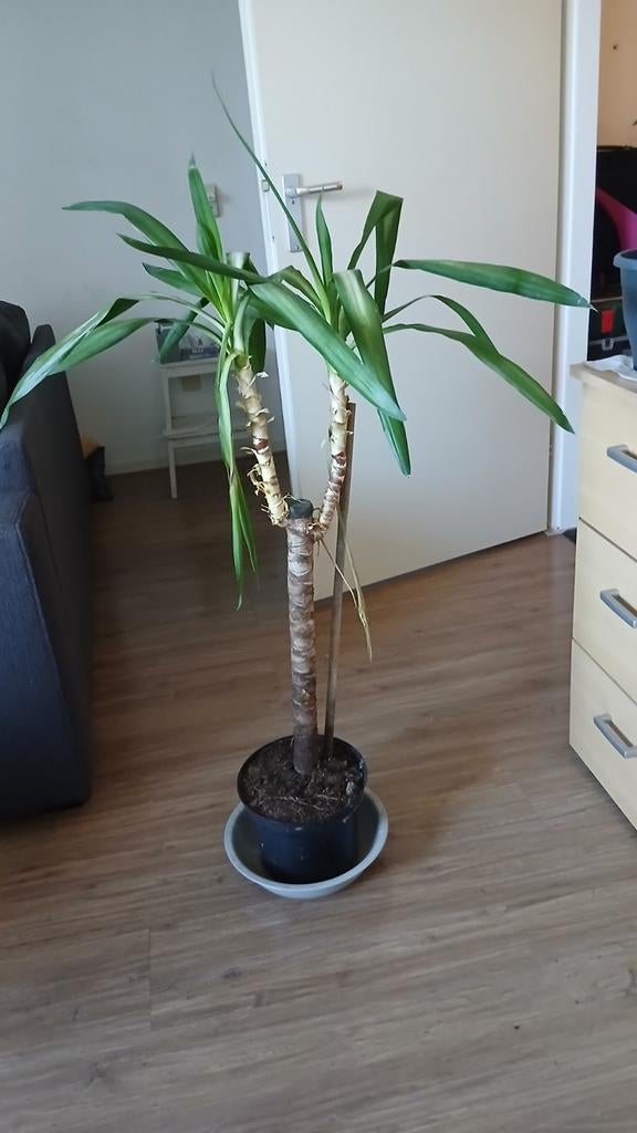 Yucca kamerplant te koop, Huis en Inrichting, Kamerplanten, Ophalen, Palm