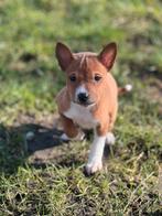 Lieve,sociale Basenji pupjes te koop, Parvo, België, 15 weken tot 1 jaar, Overige rassen