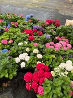 ACTIEPRIJZEN Hortensia direct van de kweker, Ophalen, Overige soorten, Halfschaduw