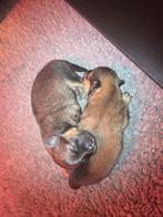 Pomchi pups reutjes – kruising Pomeranian x Chihuahua, 8 tot 15 weken, Meerdere, Nederland, Particulier