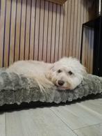 Hond kruis, Dieren en Toebehoren, Honden | Niet-rashonden, Reu, 1 tot 2 jaar, Eén hond, Klein