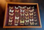 VLINDERS, Ophalen, Gebruikt, Overige soorten, Opgezet dier