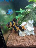 Clownbotia xl 2x, Vis