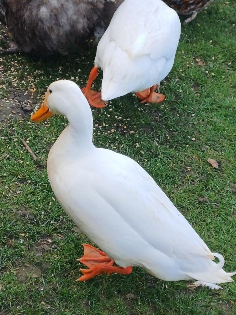 2 woerden te koop, Dieren en Toebehoren, Pluimvee, Mannelijk, Eend