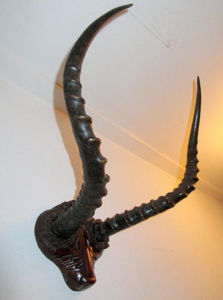 Afrikaans antilope hoorns gewei taxidermie jacht impala, Verzenden, Zo goed als nieuw, Wild dier, Gewei of Kop