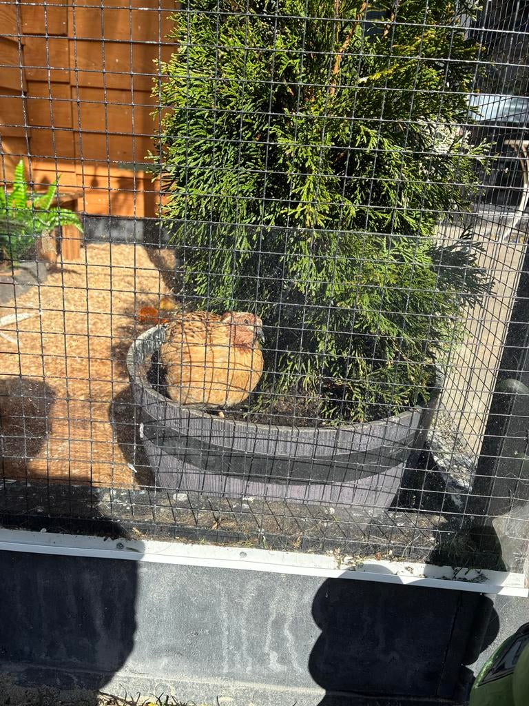 Gratis afhalen Japanse kwartel haan, Mannelijk, Overige soorten