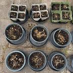 Te koop hosta’s in verschillende potmaten, Vaste plant, Halfschaduw, Zomer, Ophalen