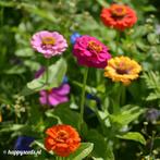 Uit de biologische moestuin: Zinnia, zaden, div kleuren, Ophalen of Verzenden, Voorjaar, Volle zon, Zaad