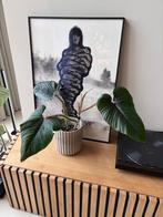 Philodendron Serpens, Huis en Inrichting, Kamerplanten, Overige soorten, In pot, Minder dan 100 cm, Groene kamerplant