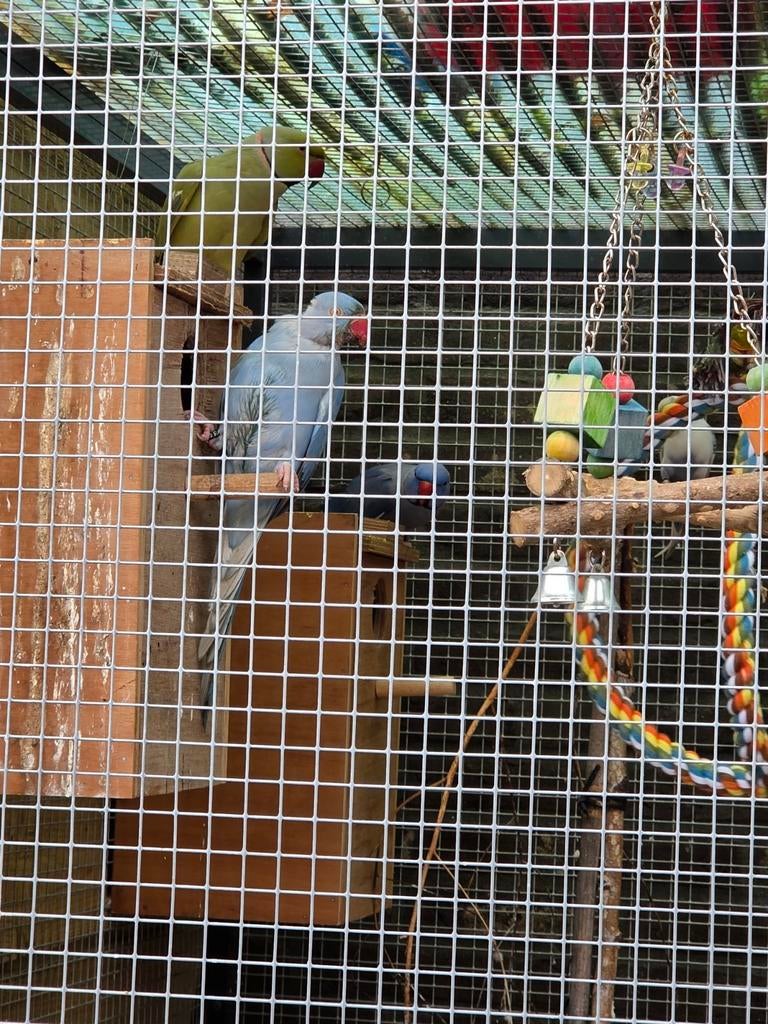 Koppel halsbandparkieten, Dieren en Toebehoren, Vogels | Parkieten en Papegaaien, Meerdere dieren, Parkiet