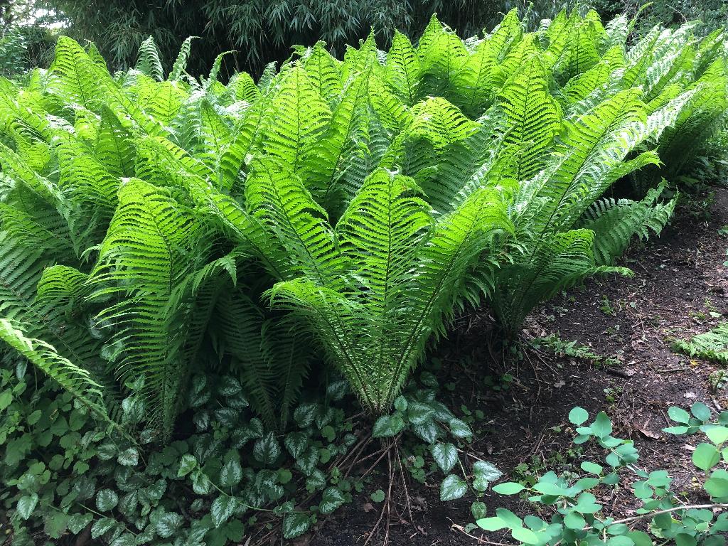 Varens, Tuin en Terras, Planten | Tuinplanten, Ophalen, Vaste plant, Varens, Bloeit niet