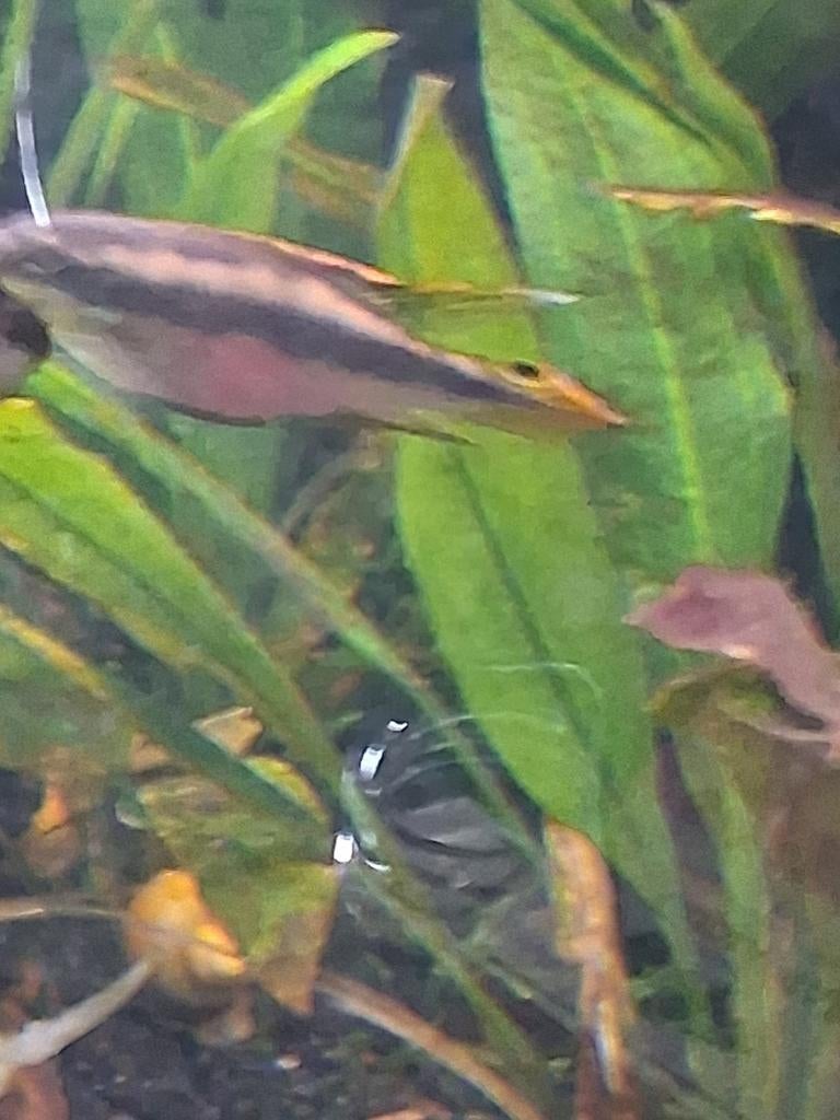 Kersenbuik cichliden en Apistogramma cacatuoides.(gezocht), Dieren en Toebehoren, Vis