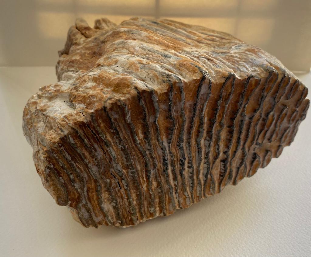 Mega grote Mammoet kies, 4,4 kilo, Noordzee, Verzamelen, Mineralen en Fossielen, Ophalen of Verzenden, Fossiel