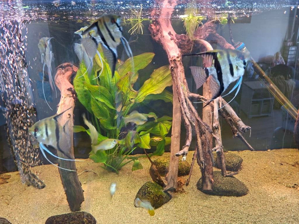 5 jonge Pterophyllum scalare Amazon (maanvis), Eén persoon