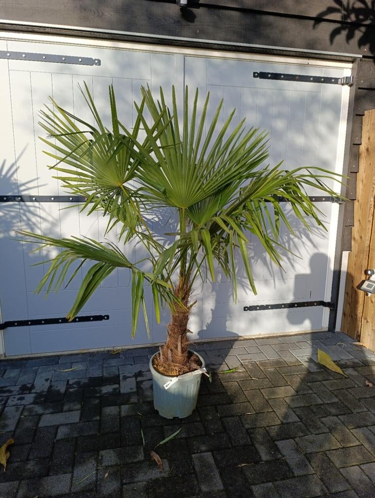 Winterharde palmboom trachycarpus fortunei, Ophalen, Gehele jaar, Volle zon