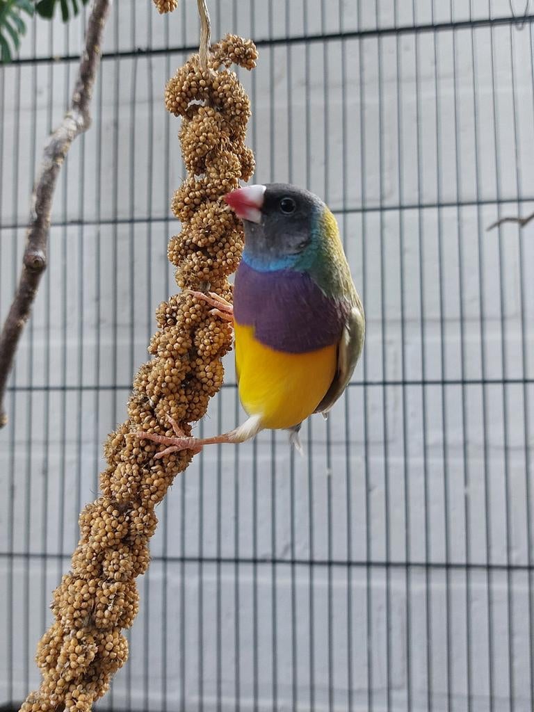 Gould amadine mannen 3 x pastel, Dieren en Toebehoren, Mannelijk, Tropenvogel, Geringd