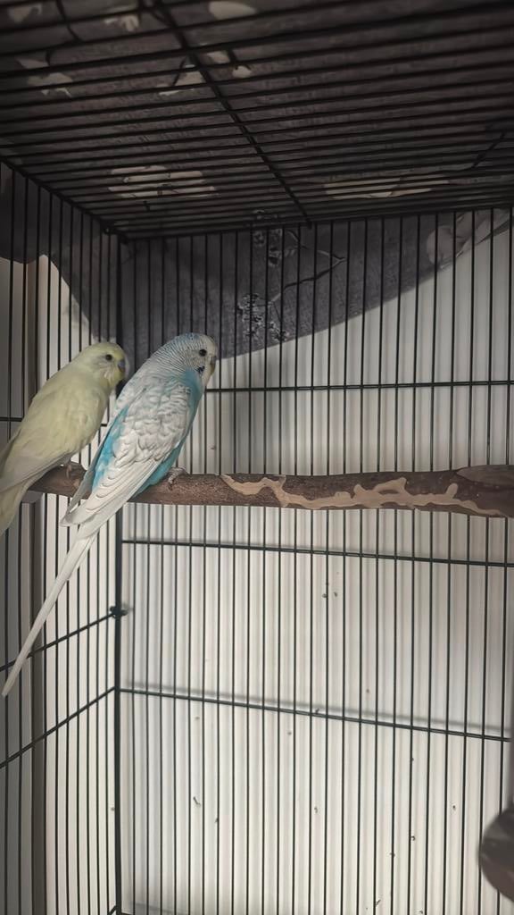 2 grasparkieten wit/geel & blauw, Dieren en Toebehoren, Vogels | Parkieten en Papegaaien, Mannelijk, Parkiet