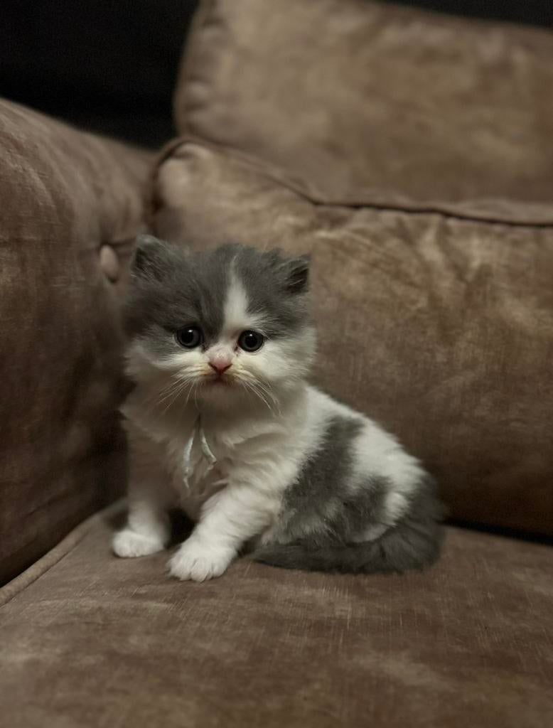Britse korthaar kittens met stamboom, Dieren en Toebehoren, Katten en Kittens | Raskatten | Korthaar, Meerdere dieren, Met stamboom