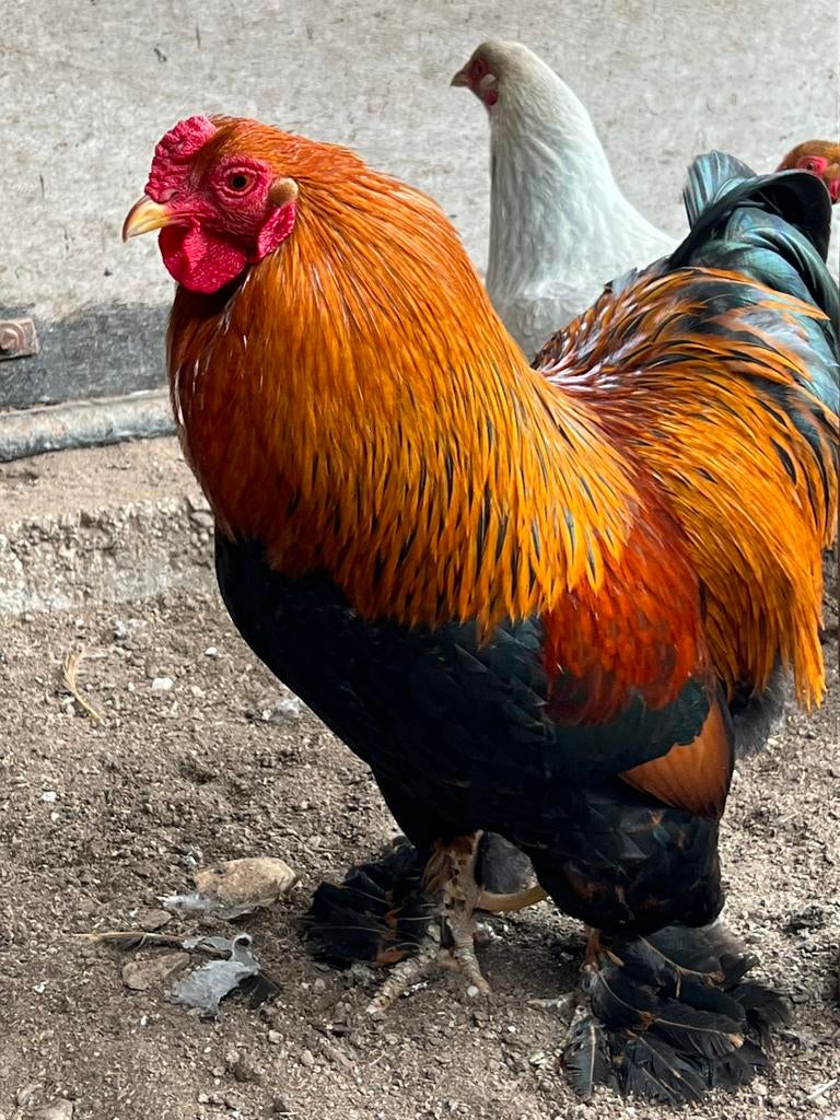 Broedeieren Brahma kriel, Dieren en Toebehoren, Pluimvee, Geslacht onbekend, Kip