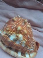 Grote zeeschelp - Cassis Cornuta camee schelp 14cm, Verzamelen, Mineralen en Fossielen, Ophalen of Verzenden