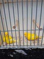 Diverse mooi kanaries, Dieren en Toebehoren, Vogels | Kanaries, Meerdere dieren, Kleurkanarie