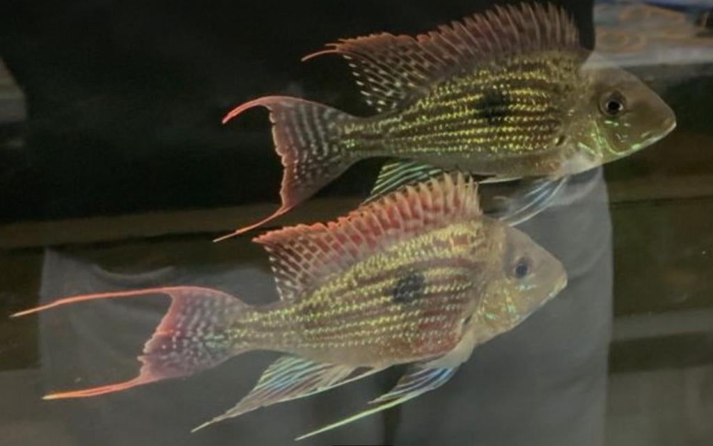 Geophagus sveni rio parana 5 stuks, Dieren en Toebehoren, Vissen | Aquariumvissen, Vis